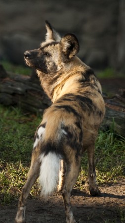 африканская дикая собака, дикая собака, солнце, солнечный день, хищник, мех, зеленая трава (vertical)