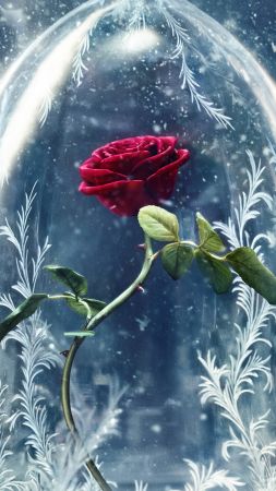 Красавица и Чудовище, роза, красная, лучшие фильмы (vertical)