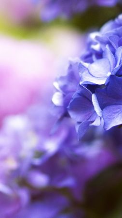 прекрасный цветок, 5k, 4k, весна, синий, макро (vertical)