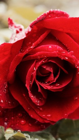 роза, 5k, 4k, красный, весна, цветок (vertical)