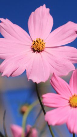 розовый, 4k, HD, цветок, лето (vertical)