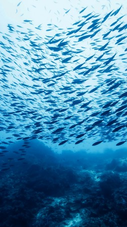 косяк рыбы, рыба, кастл рок, океан, вода, голубая, дно, подводная, дайвинг, туризм (vertical)