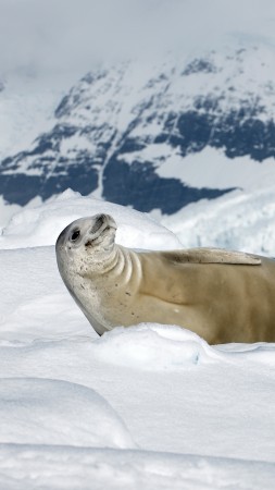 тюлень, крабоед, солнечный день, улыбка, Антарктида, животное (vertical)