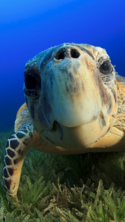 черепаха, багамы, атлантический, индийский, океан, подводная, дайвинг, туризм (vertical)