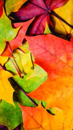 листья, 5k, 4k, 8k, цвета, осень (vertical)