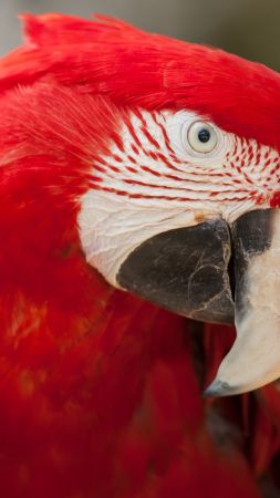 Попугай Ара, тропические птицы, красный (vertical)