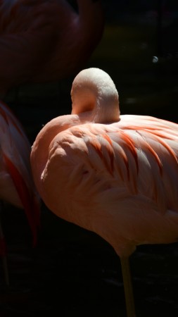 фламинго, сан диего, зоопарк, птица, красные, перья, туризм, водоем (vertical)