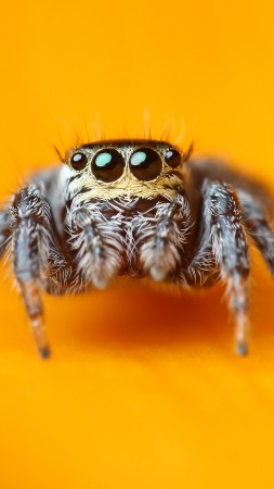 прыгающий паук, 5k, 4k, паук скакунчик, макро, черные, глаза, насекомые, милый, арахнид (vertical)