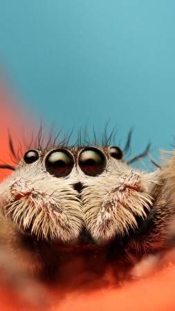 прыгающий паук, 5k, 4k, 8k, паук скакунчик, макро, черные, глаза, оранжевый, голубой, насекомые, милый, арахнид (vertical)