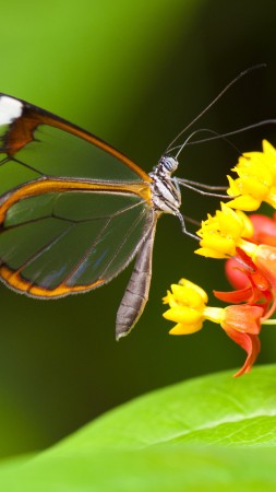 бабочка, 5k, 4k, насекомые, цветы, зеленый, прозрачные, прорида, сад (vertical)