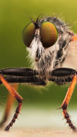 насекомые, макро, зеленый, оранжевый, муха (vertical)