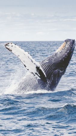 кит, 5k, 4k, 8k, океан (vertical)