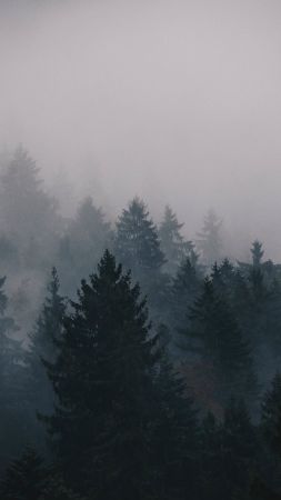 туман, 5k, 4k, лес, деревья (vertical)