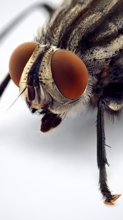 муха, макро, насекомые, белый фон (vertical)