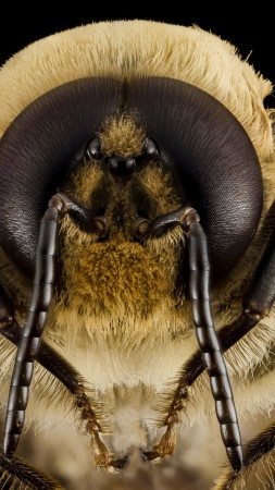 оса, пчела, шмель, макро, насекомые, глаза, крылья (vertical)
