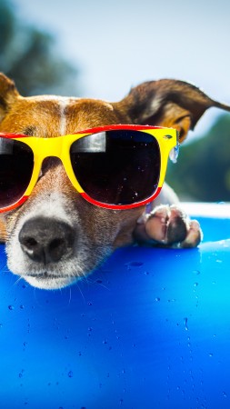 собака, щенок, утка, очки, пляж, лето, капли, курорт, голубой (vertical)