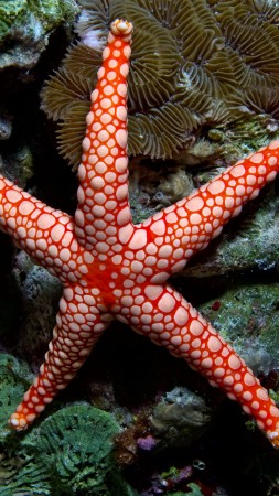 морская звезда, индонезия, индийский, океан, море, вода, подводная, дайвинг, туризм, красная (vertical)