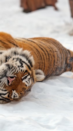 тигр, снег (vertical)