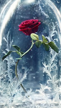 Красавица и Чудовище, стекло, роза, лучшие фильмы (vertical)