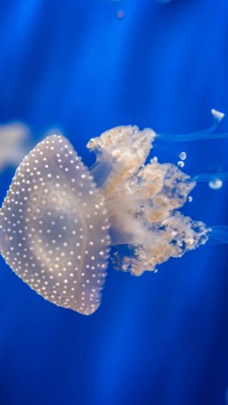 медуза, 4k, 5k, 8k, генуя, италия, аквариум, вода, подводная, дайвинг, туризм (vertical)