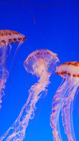 медуза, 4k, 5k, тихий океан, голубая, вода, дайвинг, туризм (vertical)