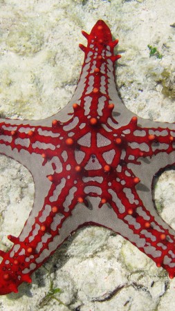 морская звезда, занзибар, дайвинг, туризм, подводная, рыба, морская, жизнь (vertical)