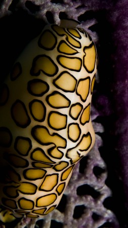 коралловый полип, гондурас, подводная, аквариум, дайвинг, аквариум, фиолетовый, желтый (vertical)