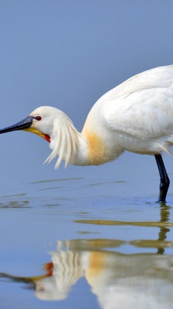 птица, 5k, 4k, африка, белая, вода, отражение, животное, природа, озеро (vertical)