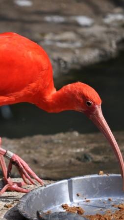 красная птица, птица, животное, зоопарк, туризм, пруд, водоем (vertical)