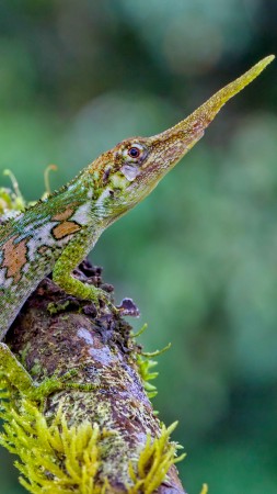 ящерица, эквадор, зеленая, природа, животное. рептилия, туризм (vertical)