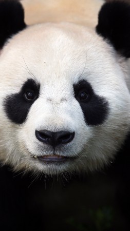 китайская панда, китай, животное, зоопарк, черная, белая, глаза, природа (vertical)