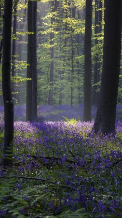 лес, колокольчик, подснежник, весна, бельгия, 4k, 5k (vertical)