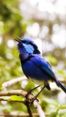 австралия, птица, птичка, голубая, синяя, природа, животное, зеленый, глаза, ветка (vertical)