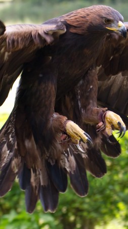 орел, мексика, туризм, птица, животное, природа, крылья, коричневый, зеленая трава (vertical)
