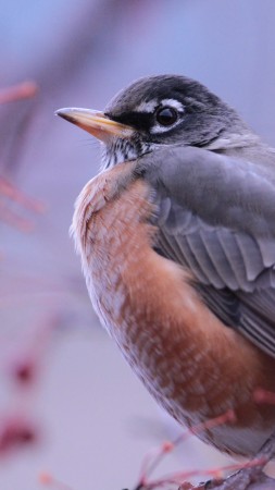 птица, животное, природа, фиолетовый, крылья, зима (vertical)