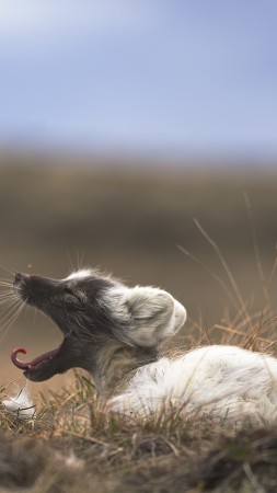 лиса, отдыхает, Гренландия, животное, природа, серая, коричневый. белая (vertical)
