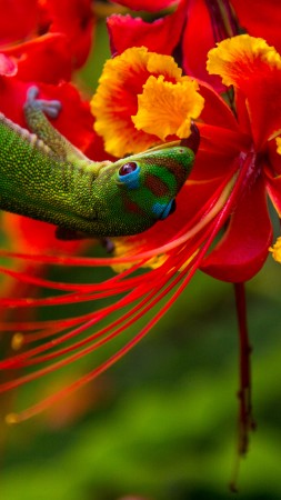 ящерица, зеленая, цветы, красные, природа, рептилия (vertical)