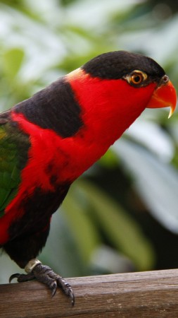 попгуай, туризм, птица, животное, природа, красная, зеленая (vertical)