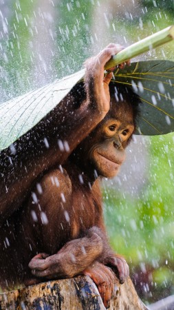 шмпанзе, конго, река, туризм, банановый лист, дождь, обезьяна, природа, животное, зеленые (vertical)