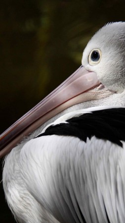 австралийский пеликан, новая гвинея, белый, серый, птица, животное, туризм, природа (vertical)