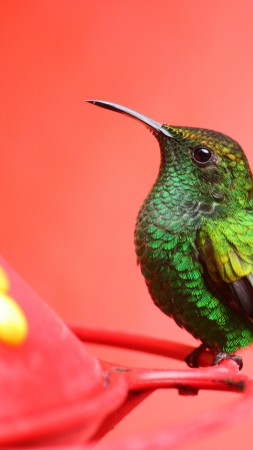 птица, 5k, 4k, зеленая, розовый, экзотическая, тропическая, природа (vertical)