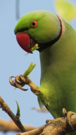 индийский попугай, Великобритания, сша, туризм, птица, зеленая, ветка, природа (vertical)