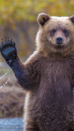 медведь, 4k, HD, привет, смешные, National Geographic, река (vertical)