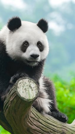 панда (vertical)
