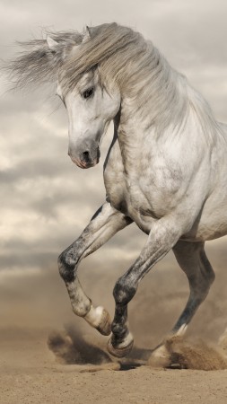 лошадь (vertical)