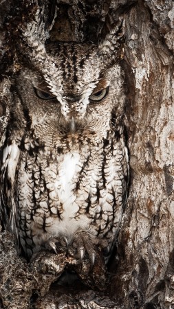 National Geographic, 4k, HD wallpaper, сова, камуфляж, дерево, маскировка, лучшие фото (vertical)