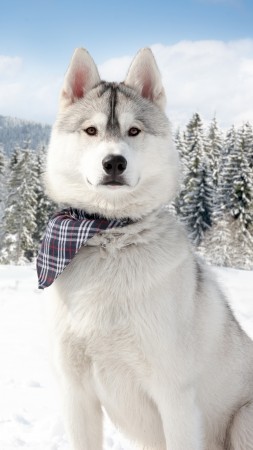 хаски, собака, снег, зима, лес, белый, животное, питомец (vertical)