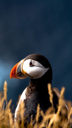 Атлантический тупик, 5k, 4k, Атлантический океан, Британские острова, птица, красочные, природа, животные (vertical)