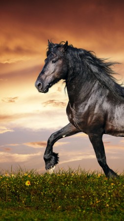 лошадь, 5k, 4k, копыта, грива, скачет, черная, белый фон, арт (vertical)