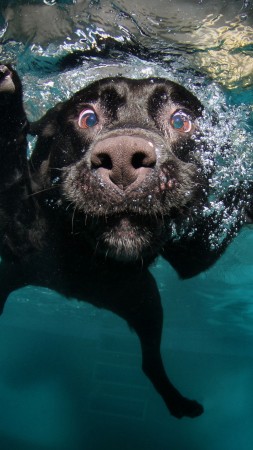 Собака, 5k, 4k, щенок, черный, подводный, забавный, животные, питомец, водные пузыри (vertical)